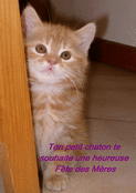 Petit chat c&acirc;lin pour une maman ch&eacute;rie